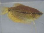 Foto Galerie/Anabantiformes/Trichopodus leerii_01_SS.jpg